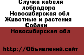 Случка кабеля лобрадора - Новосибирская обл. Животные и растения » Собаки   . Новосибирская обл.